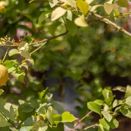 Ipek Garden Palace Hotell 3*